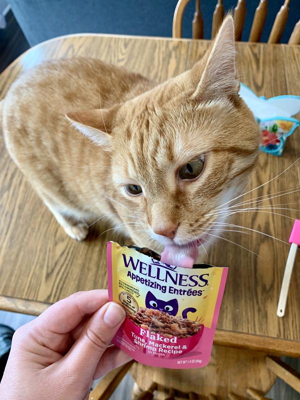 Someone couldn’t even wait until I put the yummy food in his bowl!