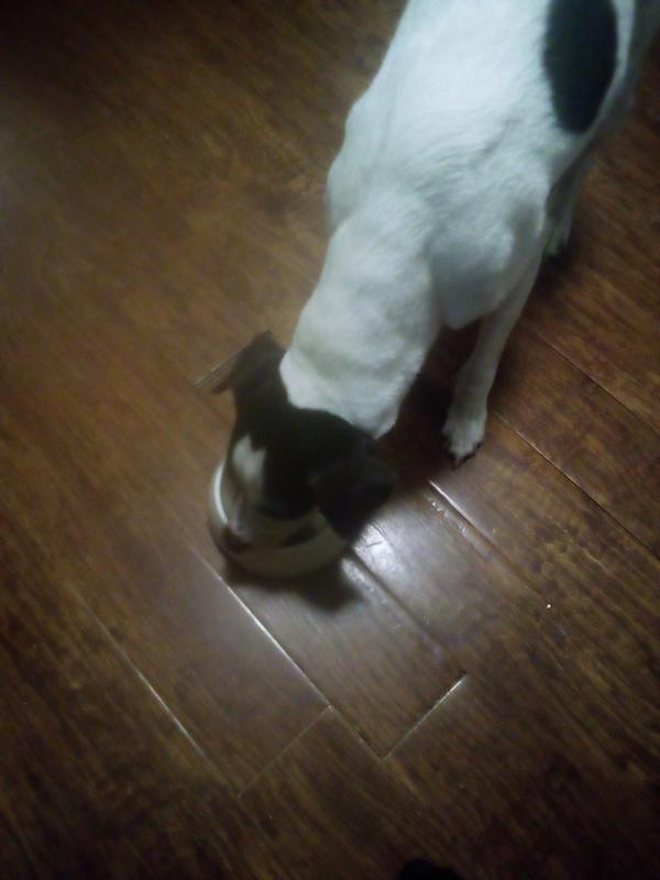 Tucker enjoying the Natoo Topper