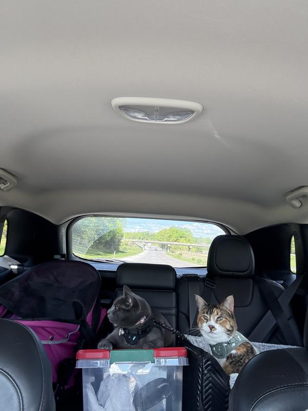 Plenty of room, though like most cats sometimes they prefer to do their own thing…