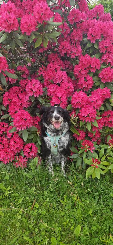 Dory with spring blooms