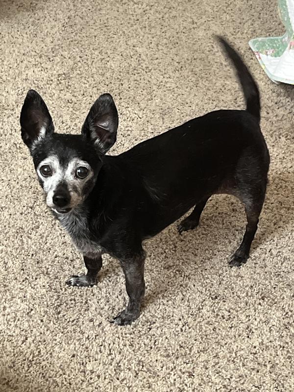 Chiquita is 16 years old and seems to be more comfortable when she takes her meds