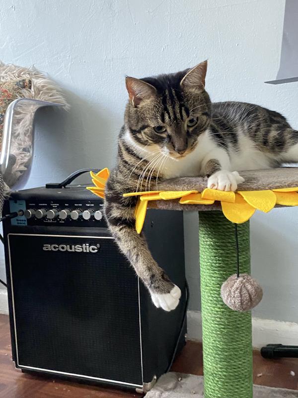 FRISCO Sunflower Cat Scratching Post, Single Post