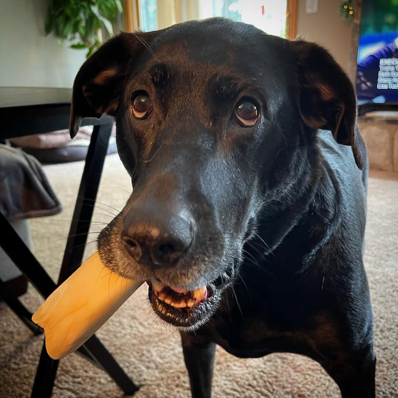 Somebody wants their bone filled!