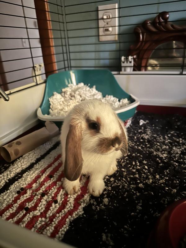 Rabbit bf314fc3-0690-4b96-88f8-
