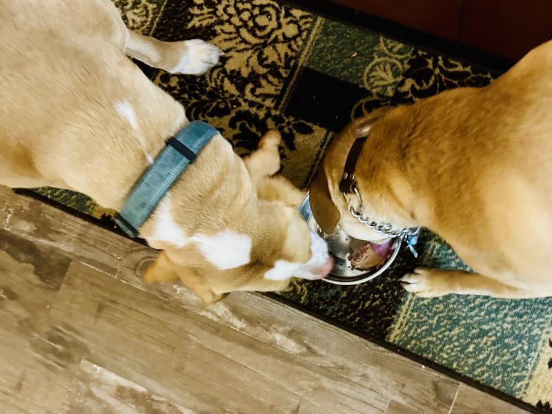 Archie on the left ate this so fast that he tried to steal his brother’s meal!