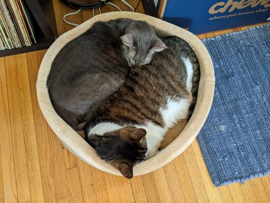 Two [potatoes] in a pod
