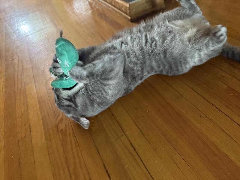Taji