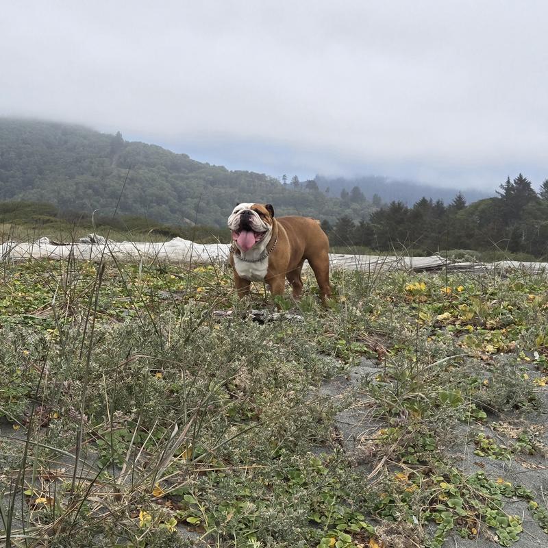 A happy bulldog is a healthy bulldog.