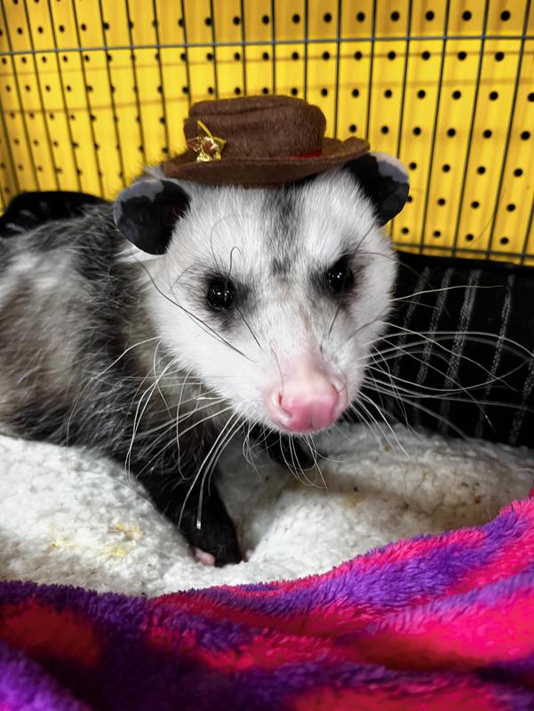 Possum wearing a cowboy hat inside its wire enclosure