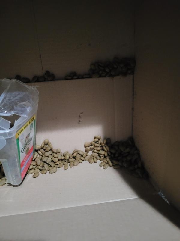 Scattered treats in the shipping case