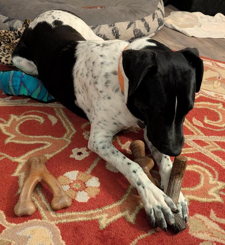 Jett with three of the chewies