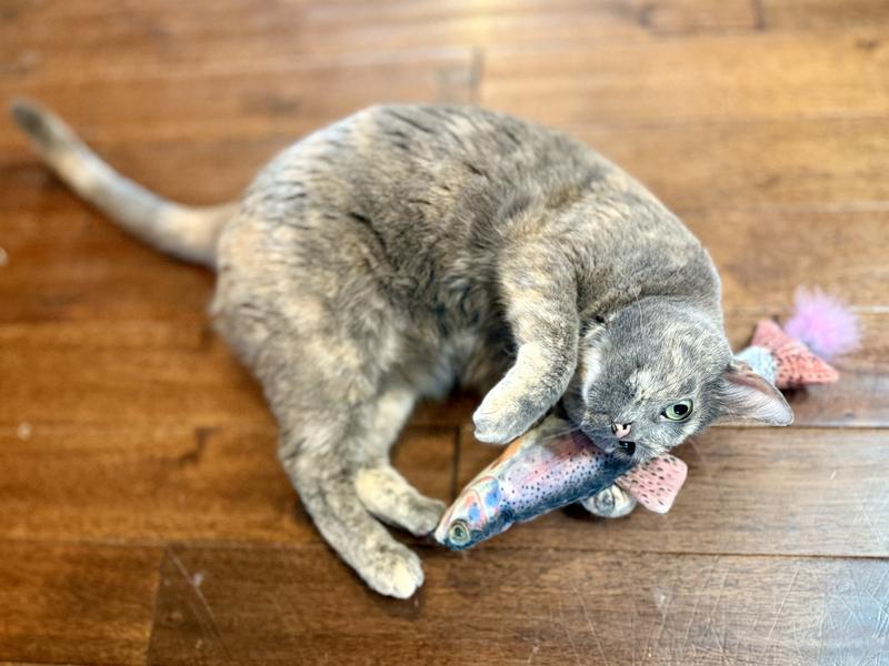 our tortie girl having the time of her life