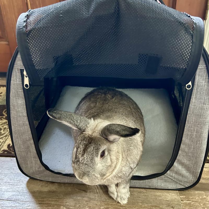 Not for bunnies, but Sunny still likes it!