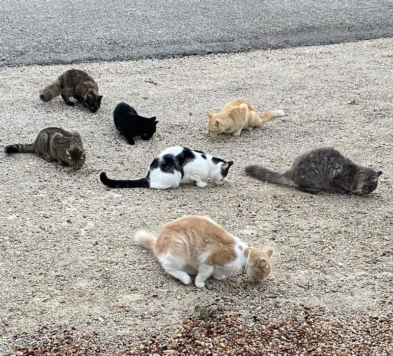 Product Reviews for TINY TIGER Catnip Craze Flavor Filled Crunchy