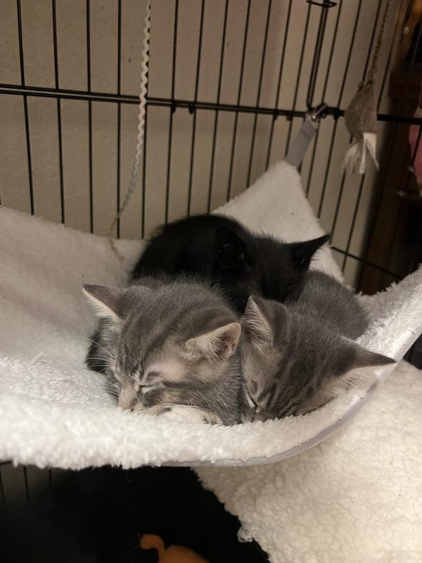 Kitten pile in hammock in the cage