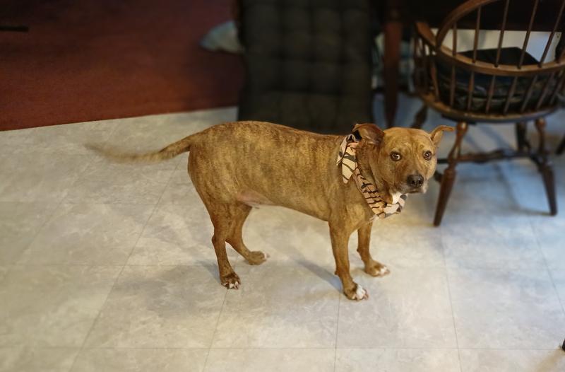Doof came running to the kitchen when he smelled the cup open. He loves anything beef. That blur at the end of his butt is his tail wagging. He is a little camera shy, makes him nervous...