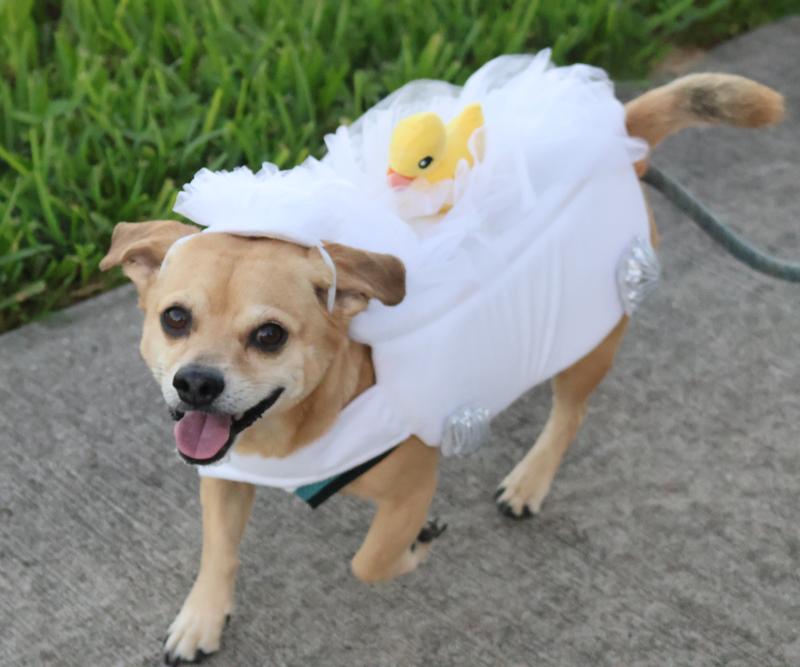 A chihuahua-pug mix walks in a bathtub costume in the park