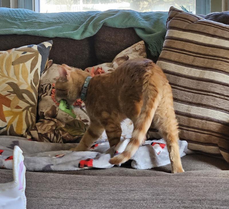 Frisco It's Raining Love Plush Cat Toy with Catnip, 4 count