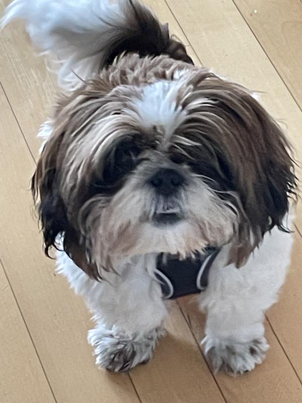 I'm ready for my walk