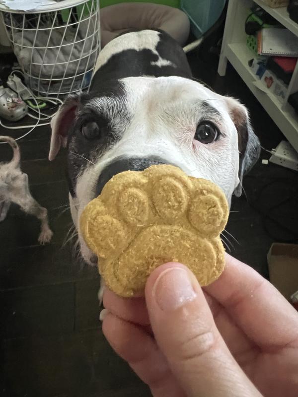 Treat is held in front of a black and white dog