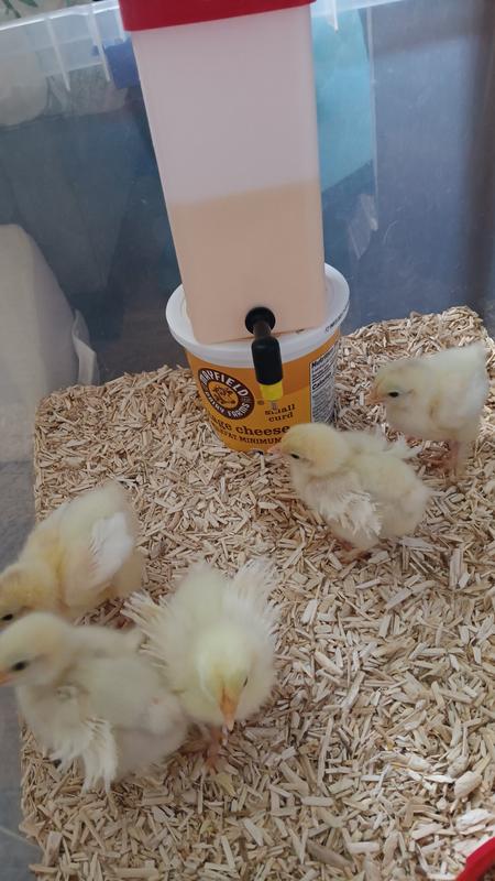 The chicks seem to like working for their water.