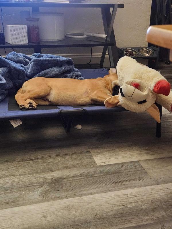 Even big enough to share with Lambchop!