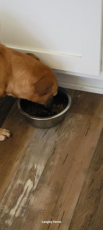 Dainty eater. She savors her food, but ate it all.