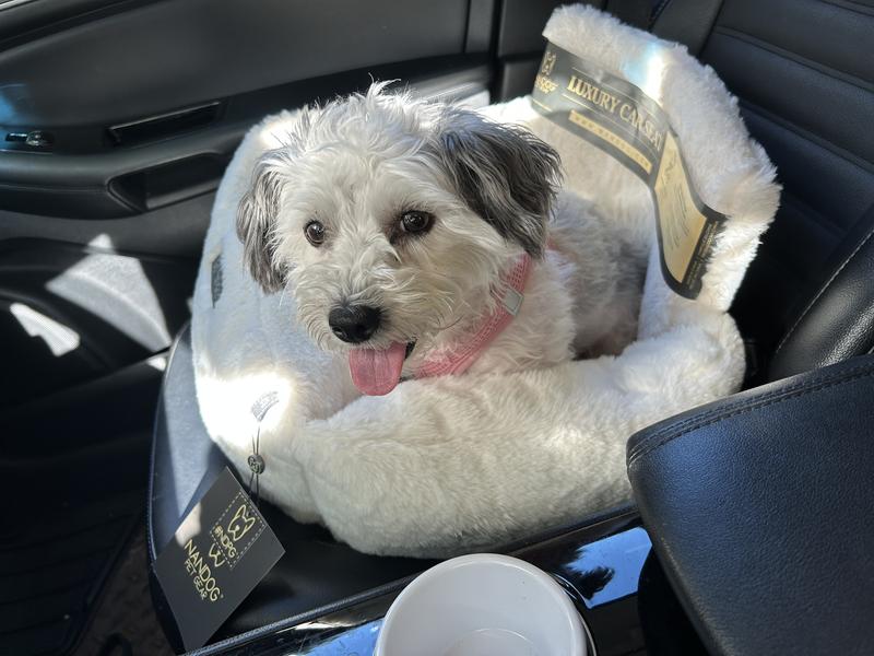 Coco in her Nandog Cloud Car Seat
