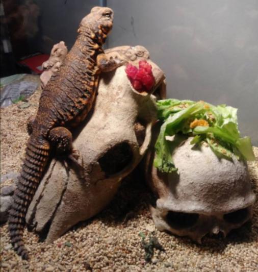 skull (on right) compared to 8 inch lizard
