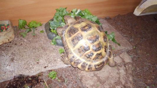 Lilly the tortoise