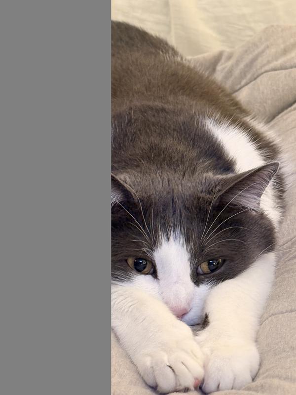 Satiated after his majesty's Royal Canin feast!