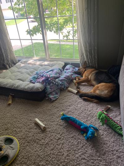 So tired from chewing a portion of her large stash