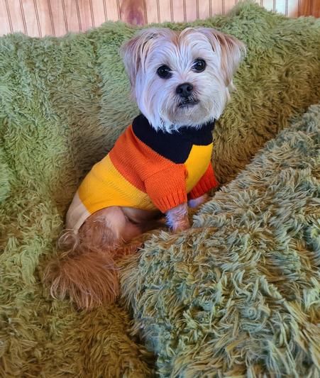 Discontinued - FRISCO Colorblock Sequin Pumpkin Dog & Cat Sweater, XX ...