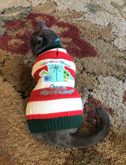 My cat Mitsy on her new sweater.