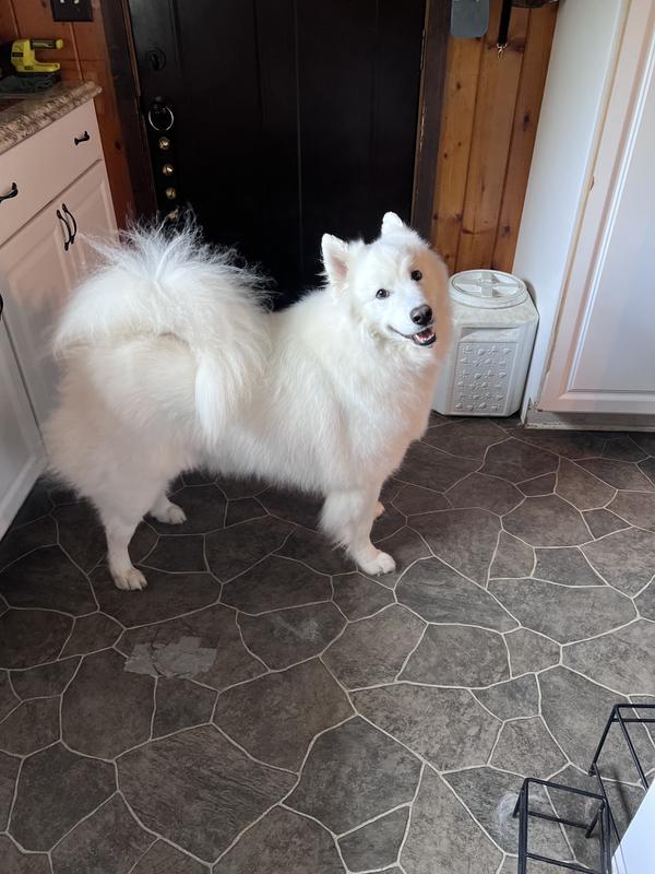 He has white feet again!