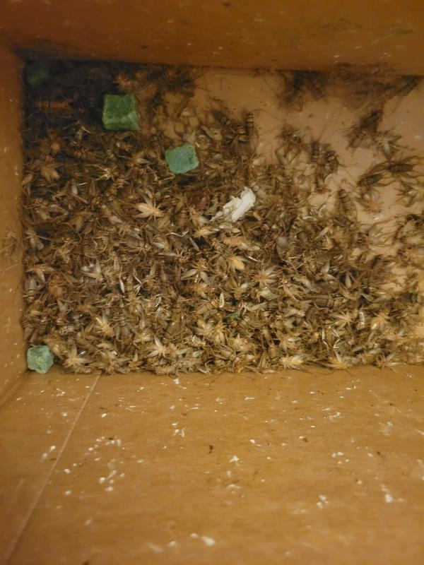 JOSH'S FROGS Banded Crickets Live Feed Reptile Food, 3/4in, 60 count