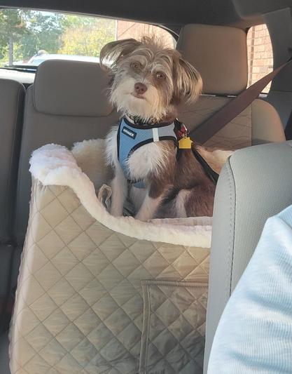 Murphy loves his carseat!
