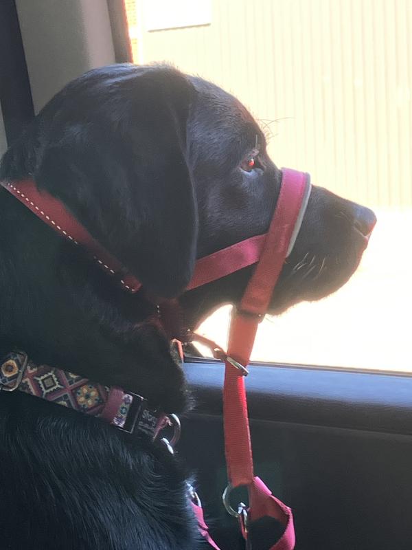 Halti size 3 fantastic!