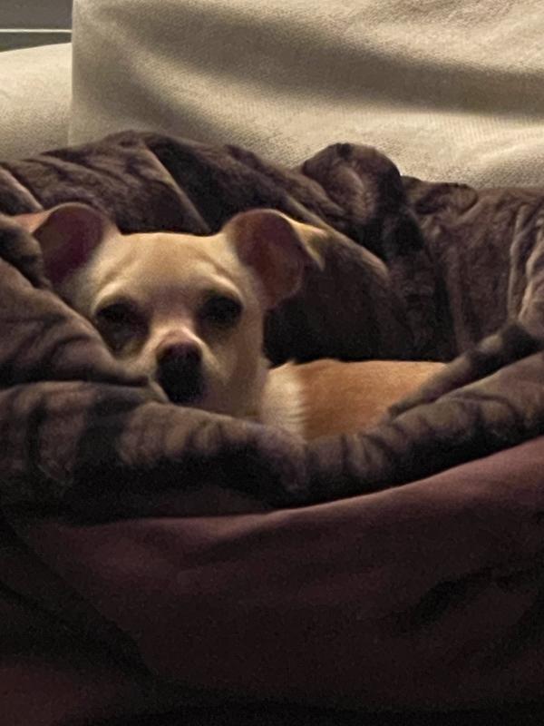 I love to snuggle down deep in my new bed.  I like it so much that mom bought a second one for my brother!