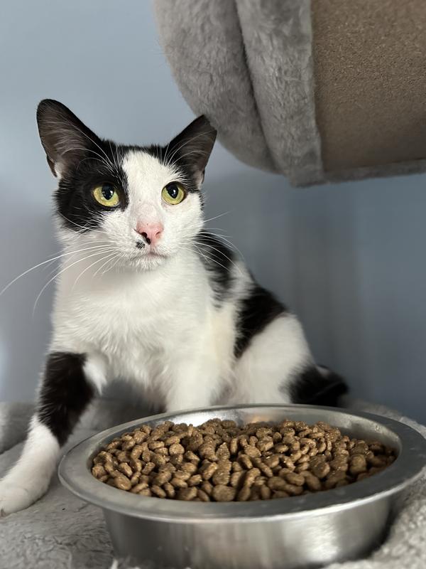 Little Miss was a bit suspicious of Petcurean Summit Range Rotisserie Adult Dry Cat Food