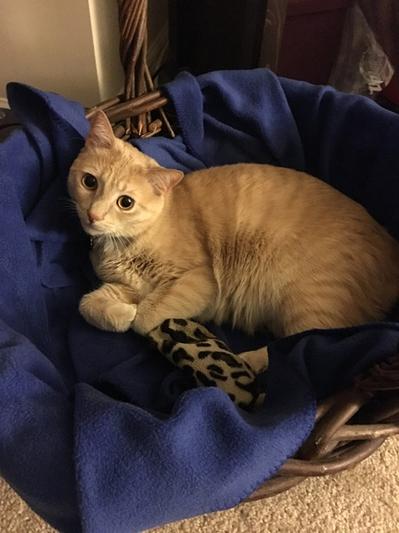 Jasper, with his favorite toy in one of his favorite spots!