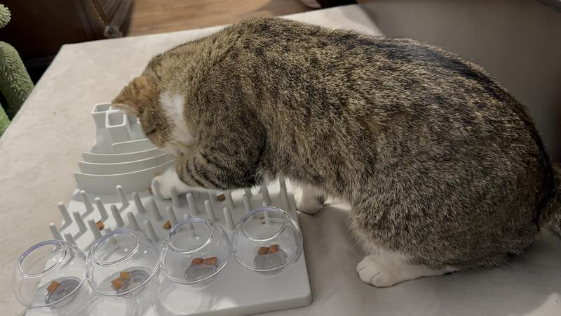 He got 1 treat and decided it wasn’t worth it