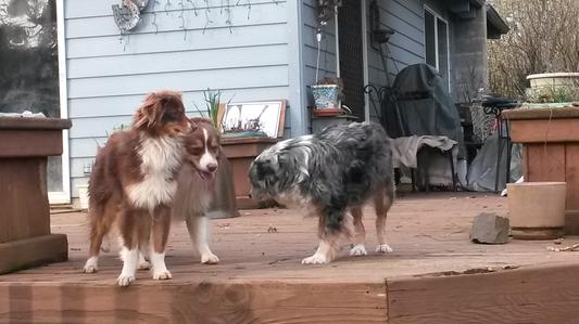 Flea Free Happy Dogs with Advantage II