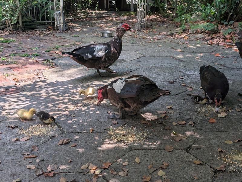 Muscovy ducks eating