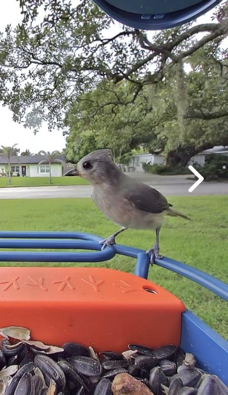 Tufted titmouse