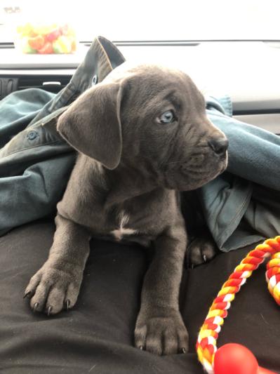 8 weeks old