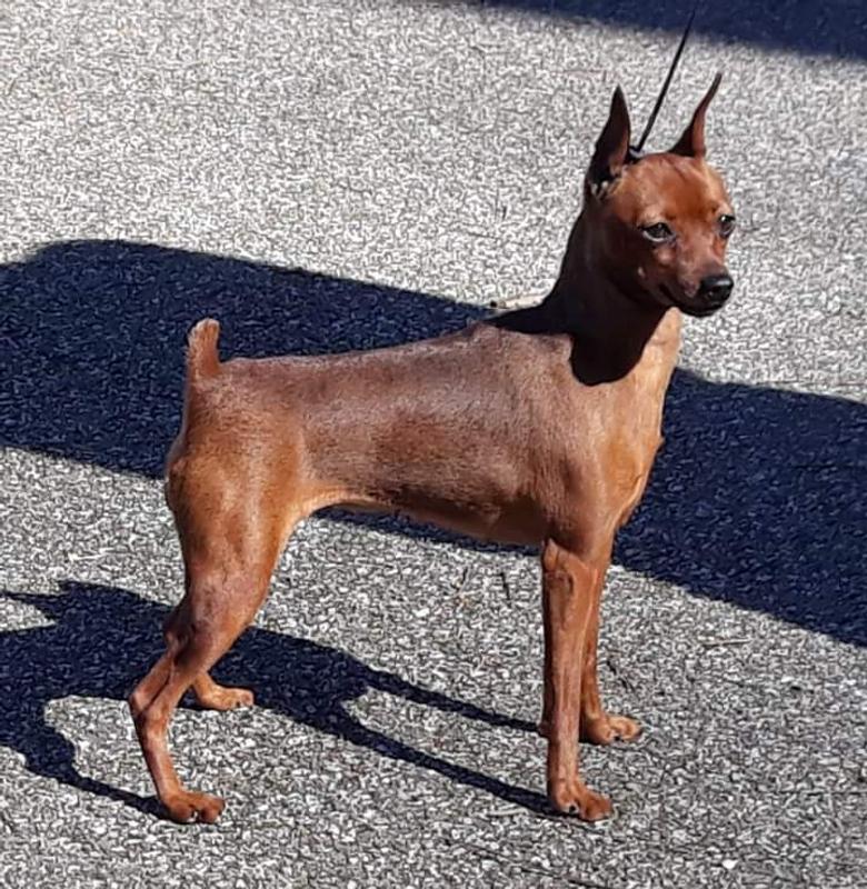 Ch Boudicca - Min Pin