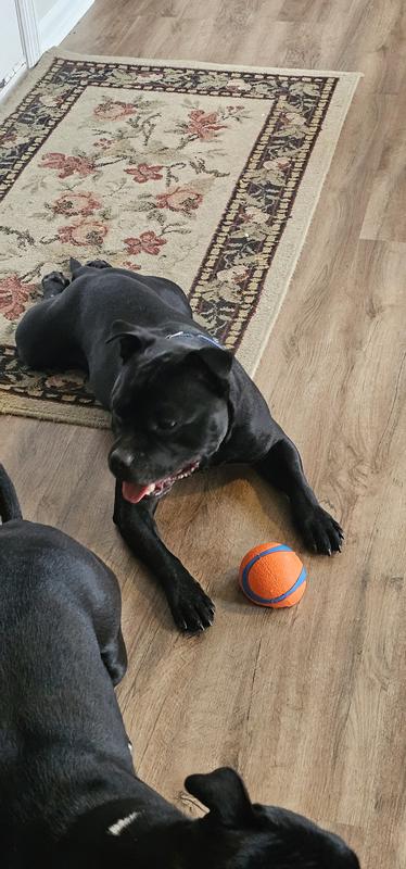 Dutch and the larger sized chuck-it ball.