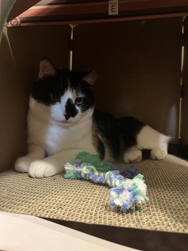 Callie sitting in her cardboard house with her new chew toys!