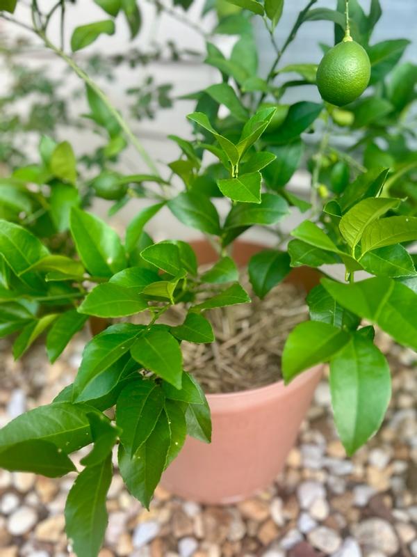 Photo - commentaire 4.